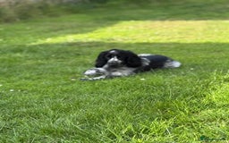 Cocker Spaniel dogs for sale: Male cocker spaniel - Image 1