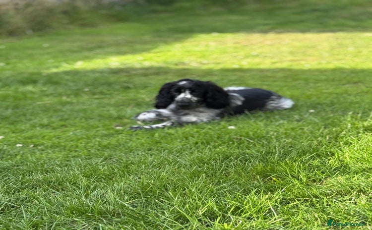 Cocker Spaniel dogs - Advert 3