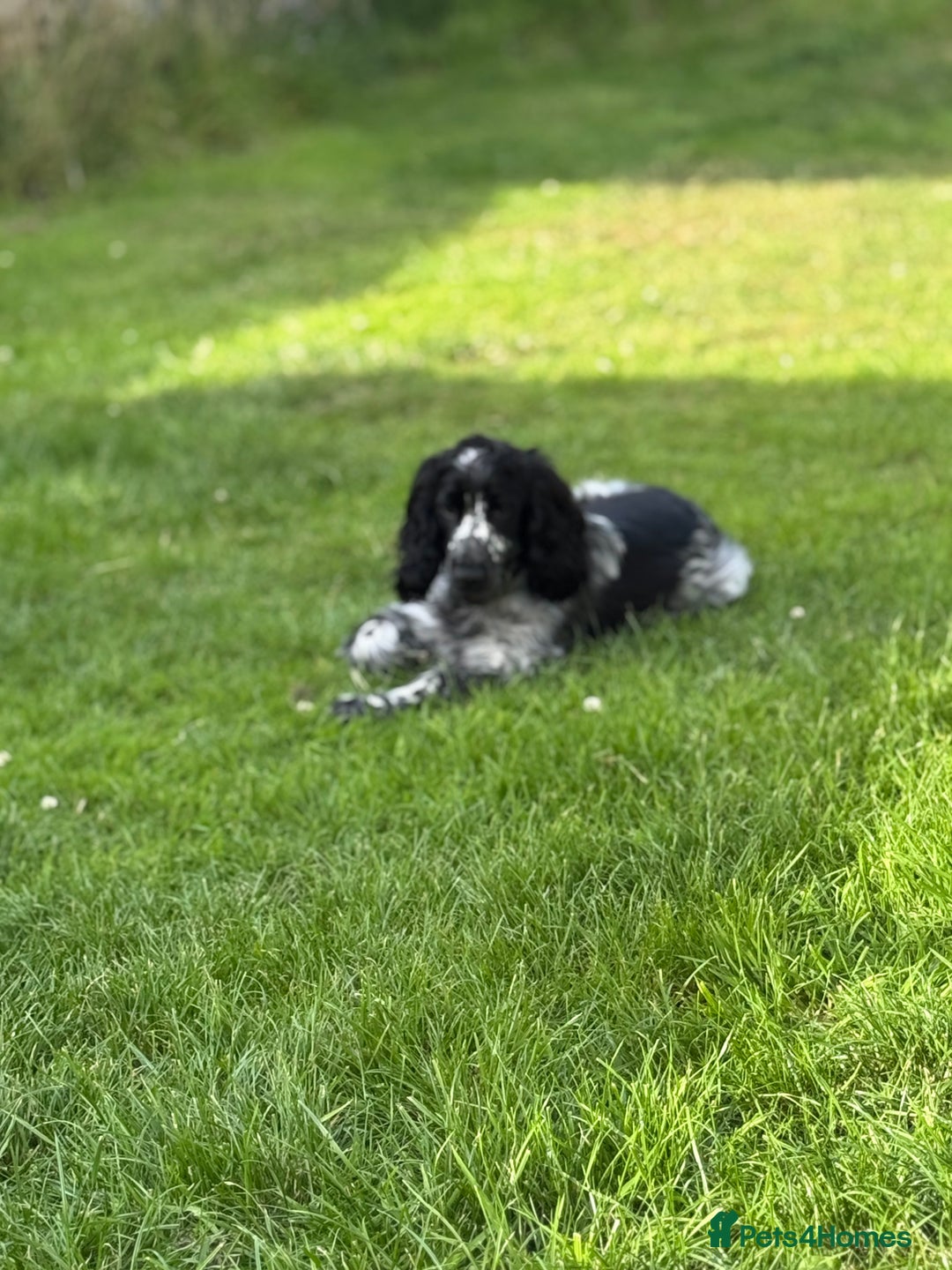 Cocker Spaniel dogs for sale: Male cocker spaniel - Image 1
