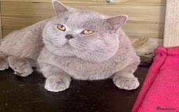 British Shorthair cats for sale:  🦁 Stunning Registered BSH /BLH Champion Lines 🦁 - Image 19