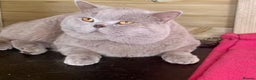 British Shorthair cats for sale:  🦁 Stunning BLH Lion Look alike READY NOW - Advert 27