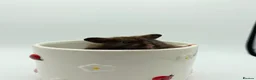 Hamster rodents for sale: Pedigree Syrian hamster pups  - Advert 16