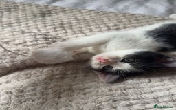 Ragdoll cats for sale: 3 beautiful female kittens for sale  - Image 7