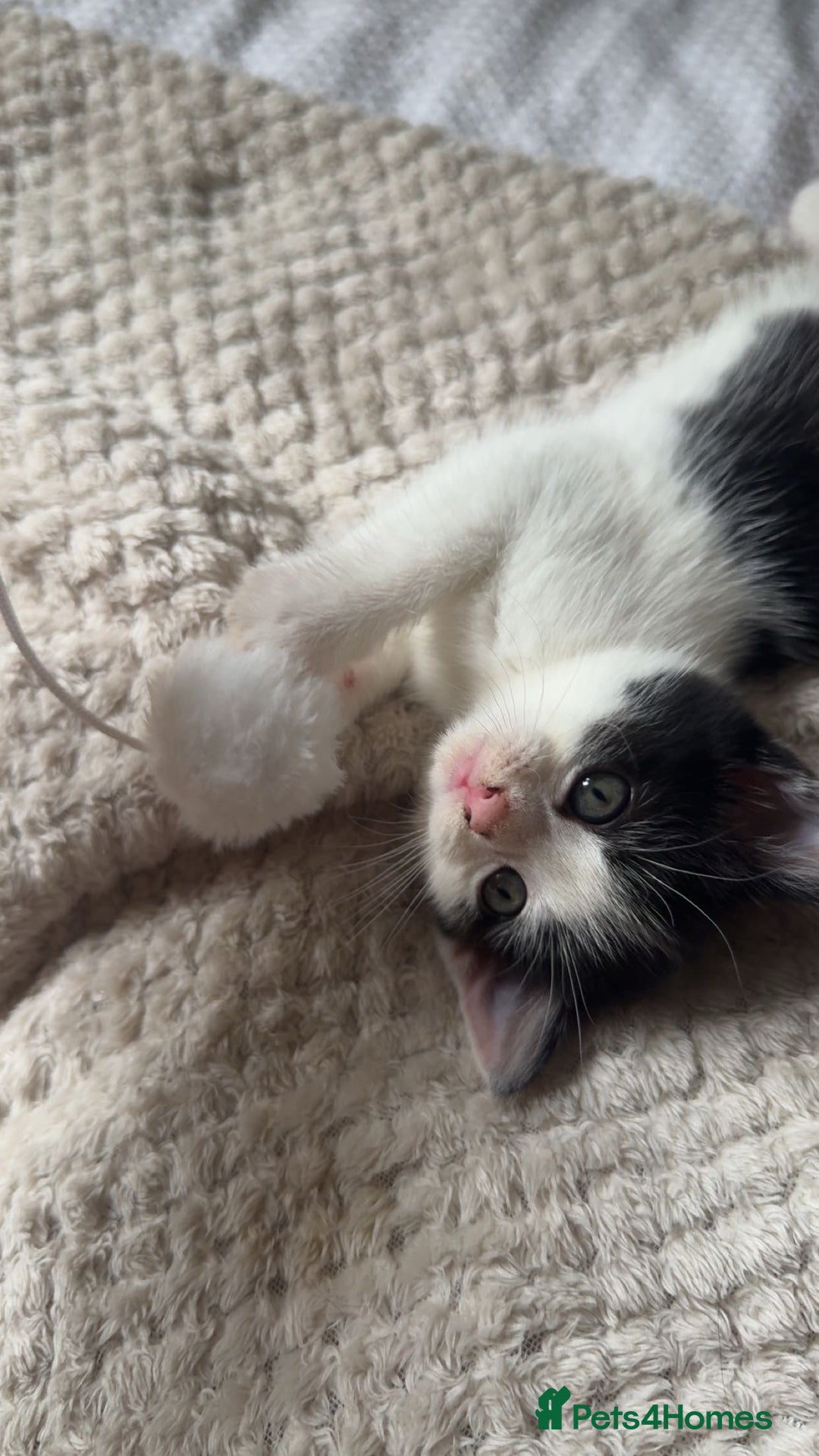 Ragdoll cats for sale: 3 beautiful female kittens for sale  - Image 7