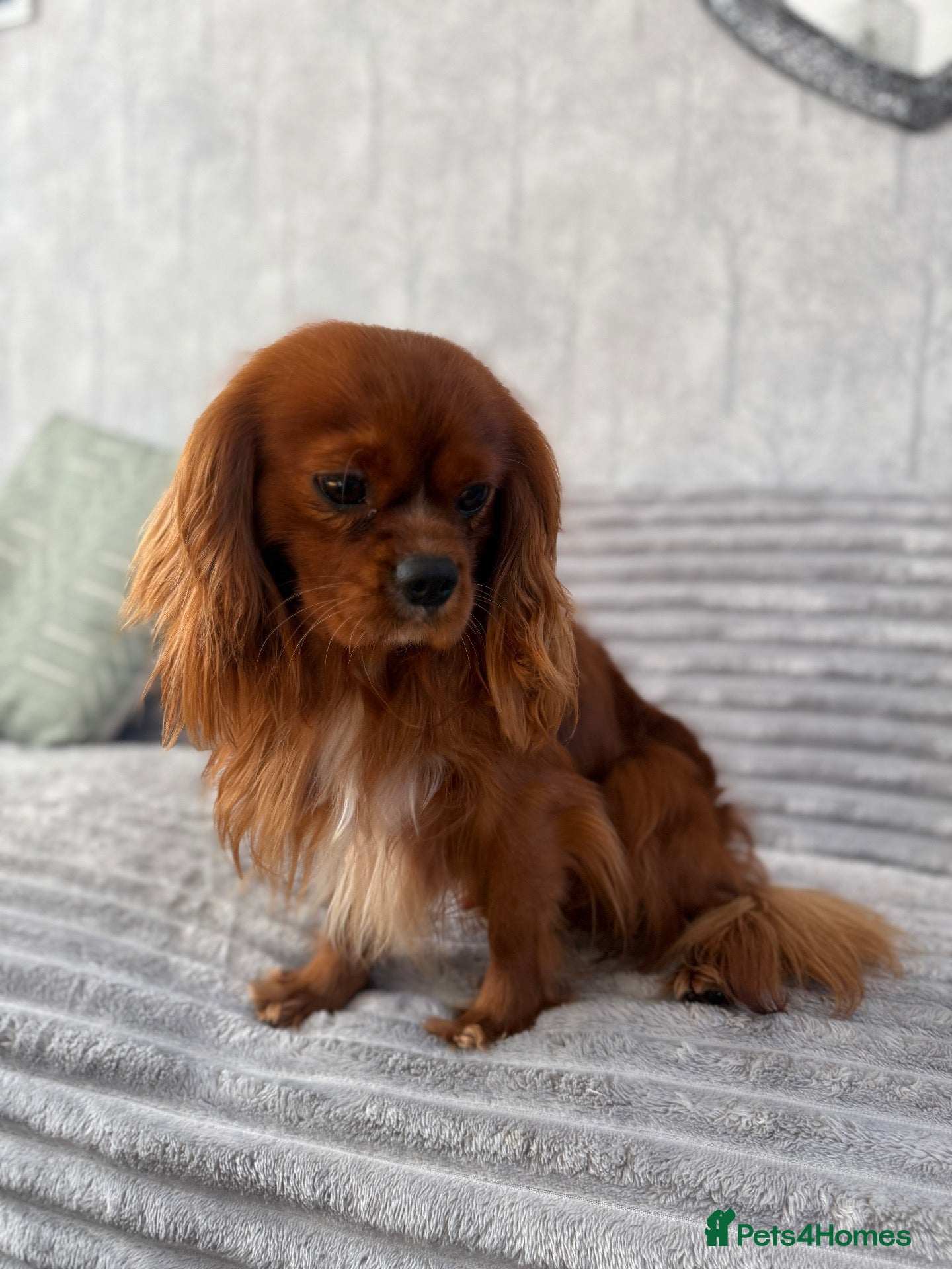 Cavalier King Charles Spaniel dogs KC Health tested Ruby CKCS Stud  - Advert 7