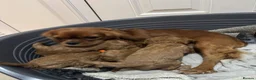 Cavalier King Charles Spaniel dogs for sale: Beautiful Cavalier King Charles Spaniel Puppies in Coventry - Advert 13