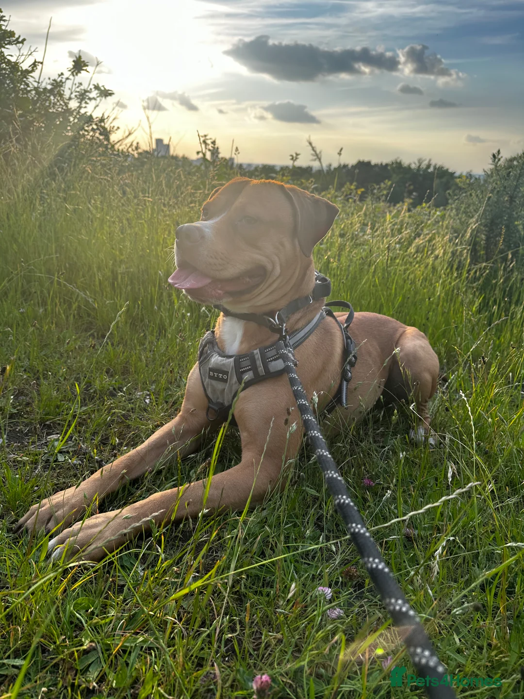 Mixed Breed dogs for sale: Rocky in London - Advert 12