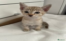 Tonkinese cats for sale: GCCF Registered Tonkinese Kittens - Image 10