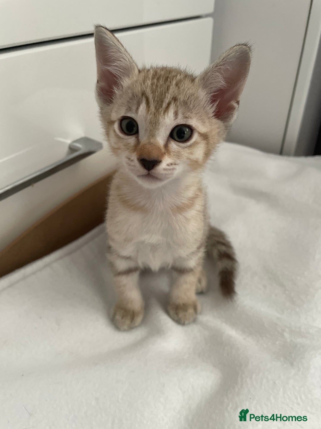 Tonkinese cats for sale: GCCF Registered Tonkinese Kittens - Image 10