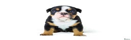 English Bulldog dogs for sale: Unreal English bull dogs  - Advert 5