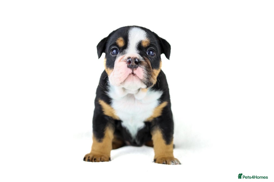 English Bulldog dogs for sale: Unreal English bull dogs  - Advert 5