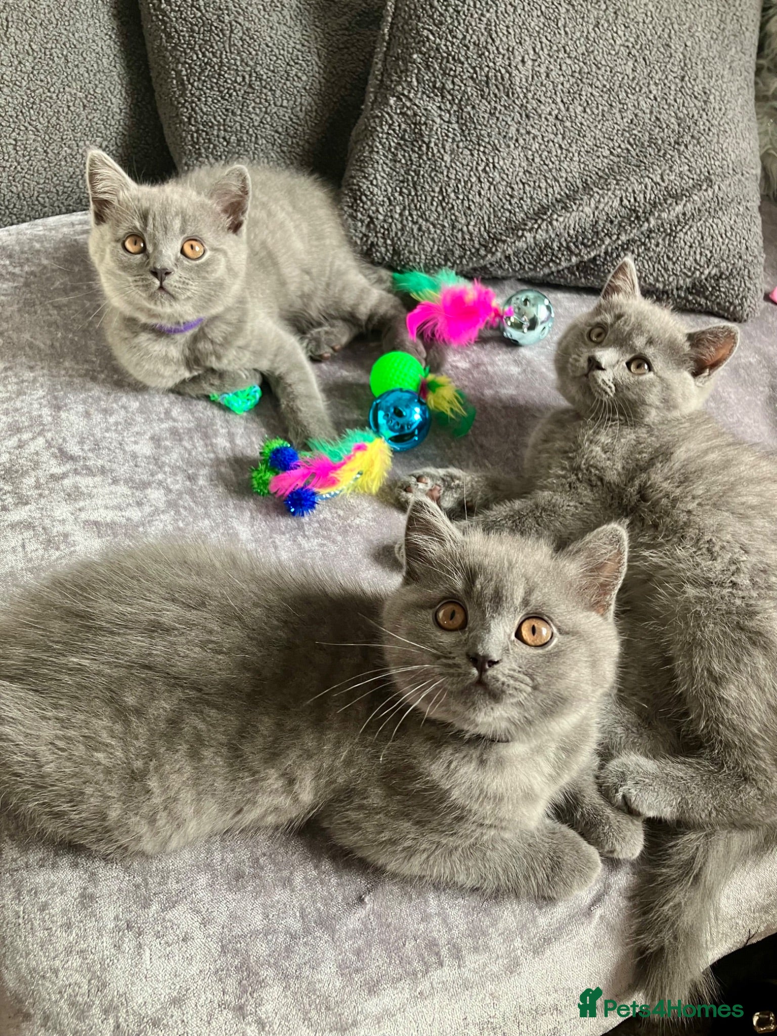 British Shorthair cats 💙 British shorthair 🩷 - Advert 1