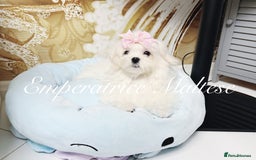 Maltese dogs for sale: Emperatrice Maltese-Korean Line Show Maltese KC Re - Advert 21