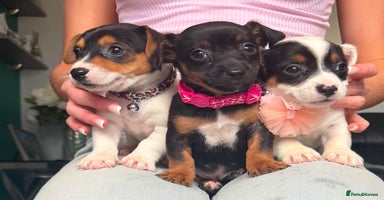 Jack Russell dogs - Advert 3