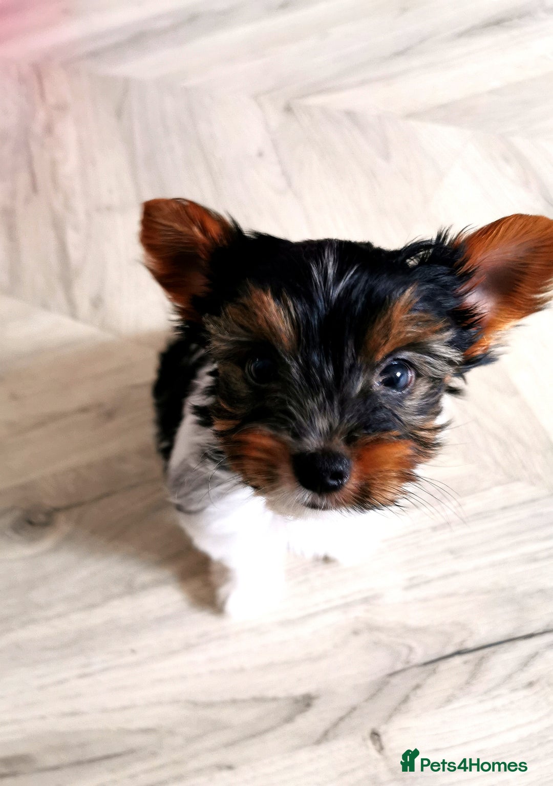 Yorkshire Terrier dogs for sale: Biewer Yorkshire Terrier🐶 Two Boys🧬PURE BLOOD in Hull - Image 25