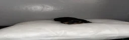 Miniature Dachshund dogs for sale: Miniature Dachshunds  - Advert 7