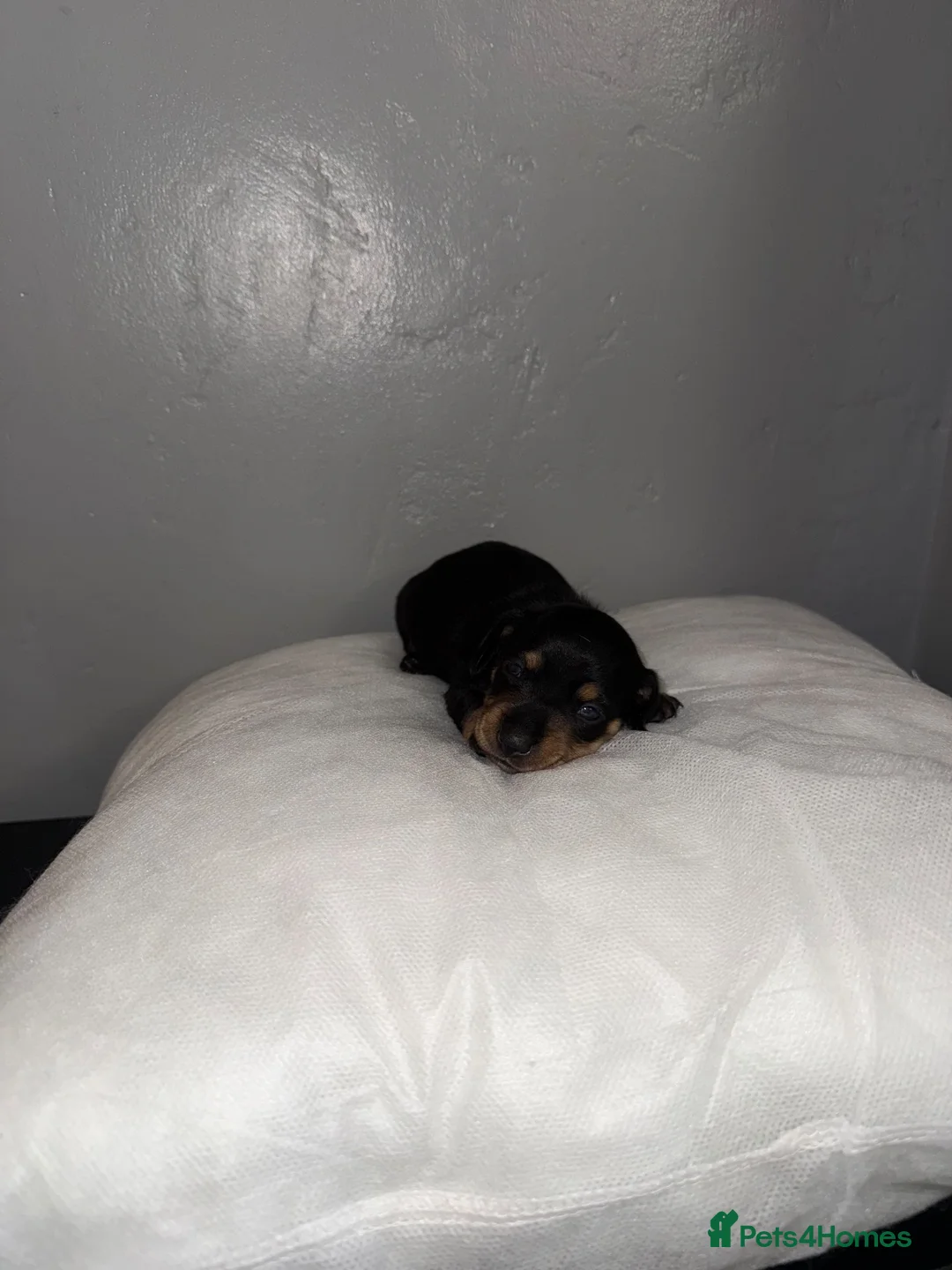 Miniature Dachshund dogs for sale: Miniature Dachshunds  - Advert 7