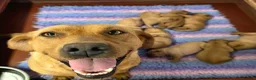 Labrador Retriever dogs for sale: Fantastic Fox Red Labrador Puppies  - Advert 2