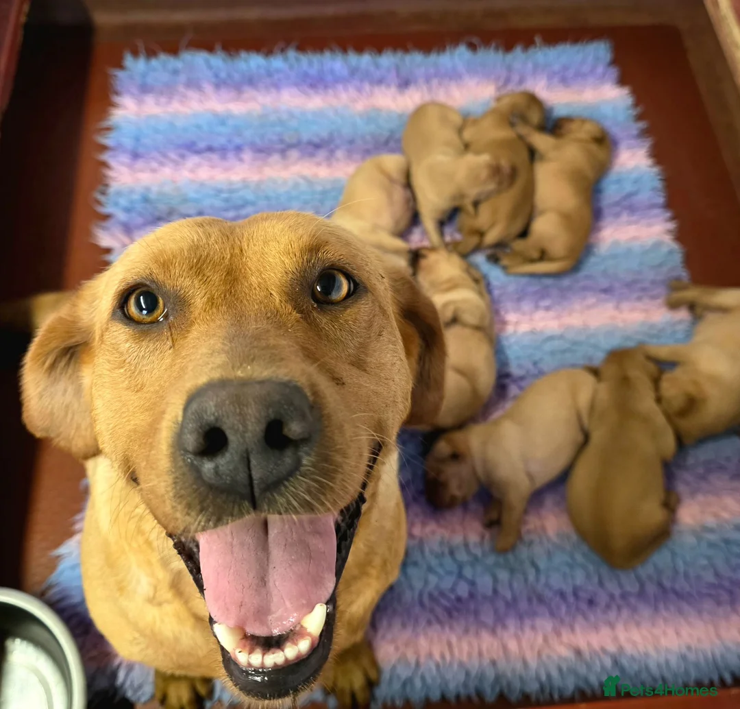 Labrador Retriever dogs for sale: Fantastic Fox Red Labrador Puppies  - Advert 2