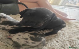 Great Dane dogs for sale: Beautiful KC registered Great Dane Puppies  - Image 4