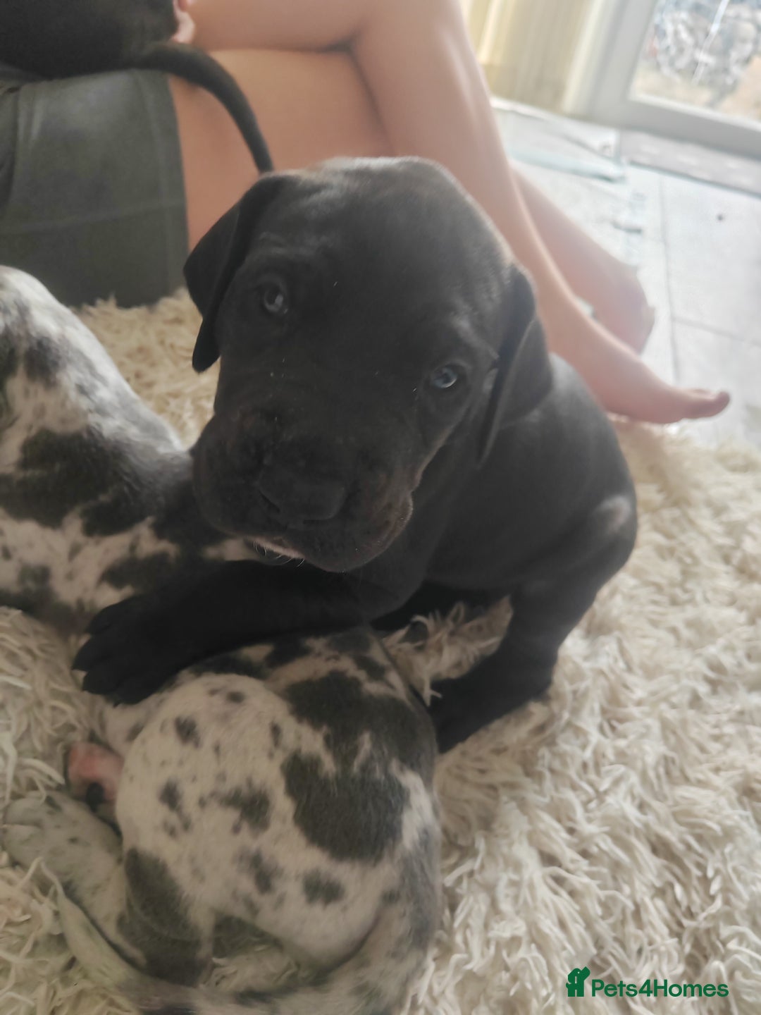Great Dane dogs for sale: Beautiful KC registered Great Dane Puppies  - Image 4