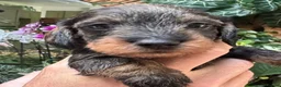 Miniature Dachshund dogs for sale: Miniature Wire haired Dachshund  - Advert 27