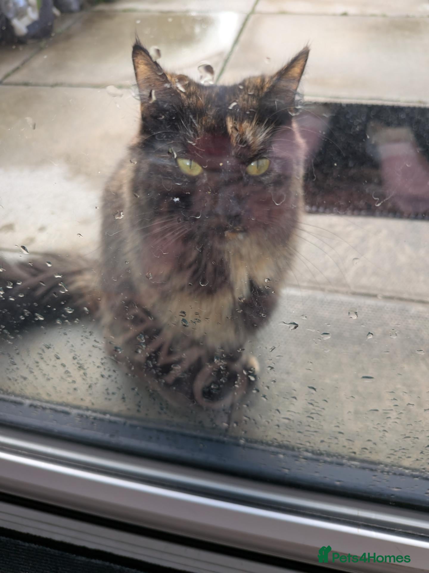 Mixed Breed cats Cat for rehoming  - Advert 1