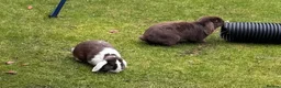 Mini Lop rabbits for sale: Rabbits for rehoming in Bolton - Advert 1