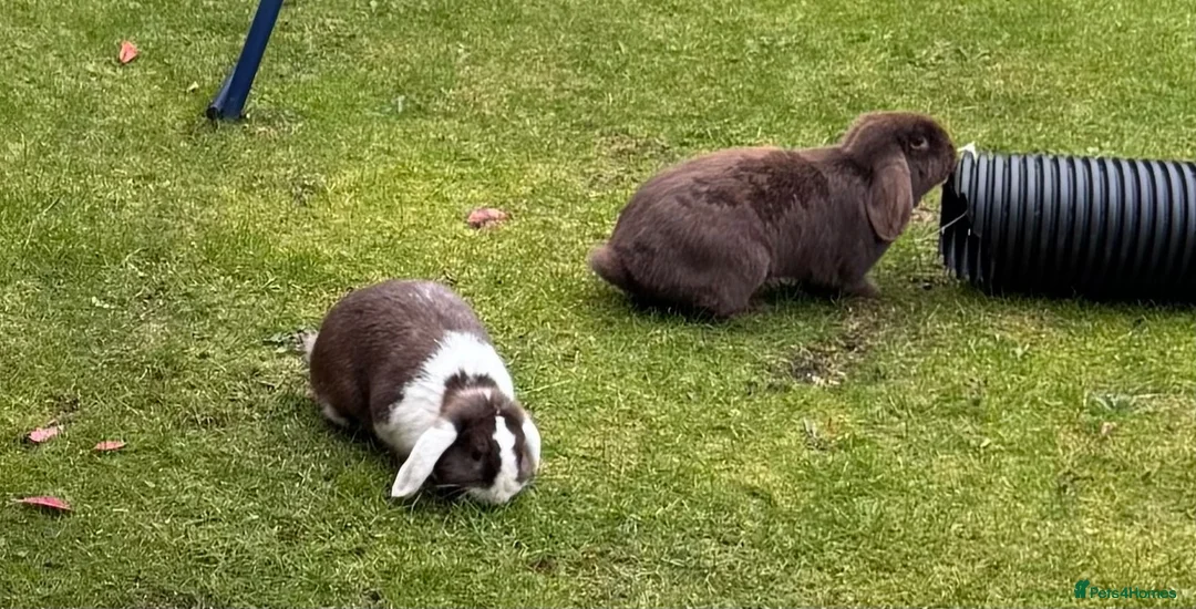 Mini Lop rabbits for sale: Rabbits for rehoming in Bolton - Advert 1