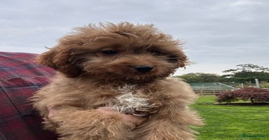 Cockapoo dogs - Advert 13