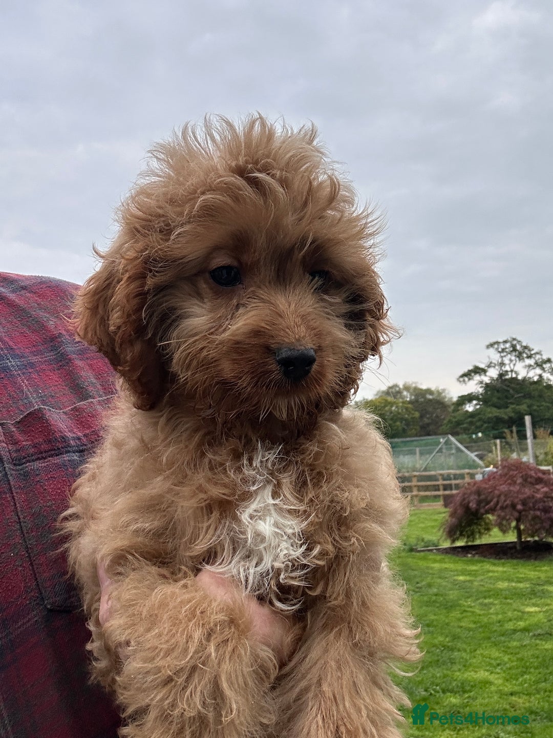 Cockapoo dogs for sale: Cockapoo Puppies Health Guarantee Licensed breeder - Image 3