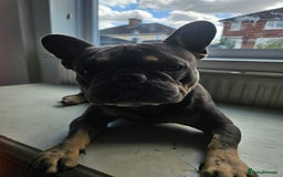 French Bulldog dogs for stud: My beautiful boy available for stud  - Image 3
