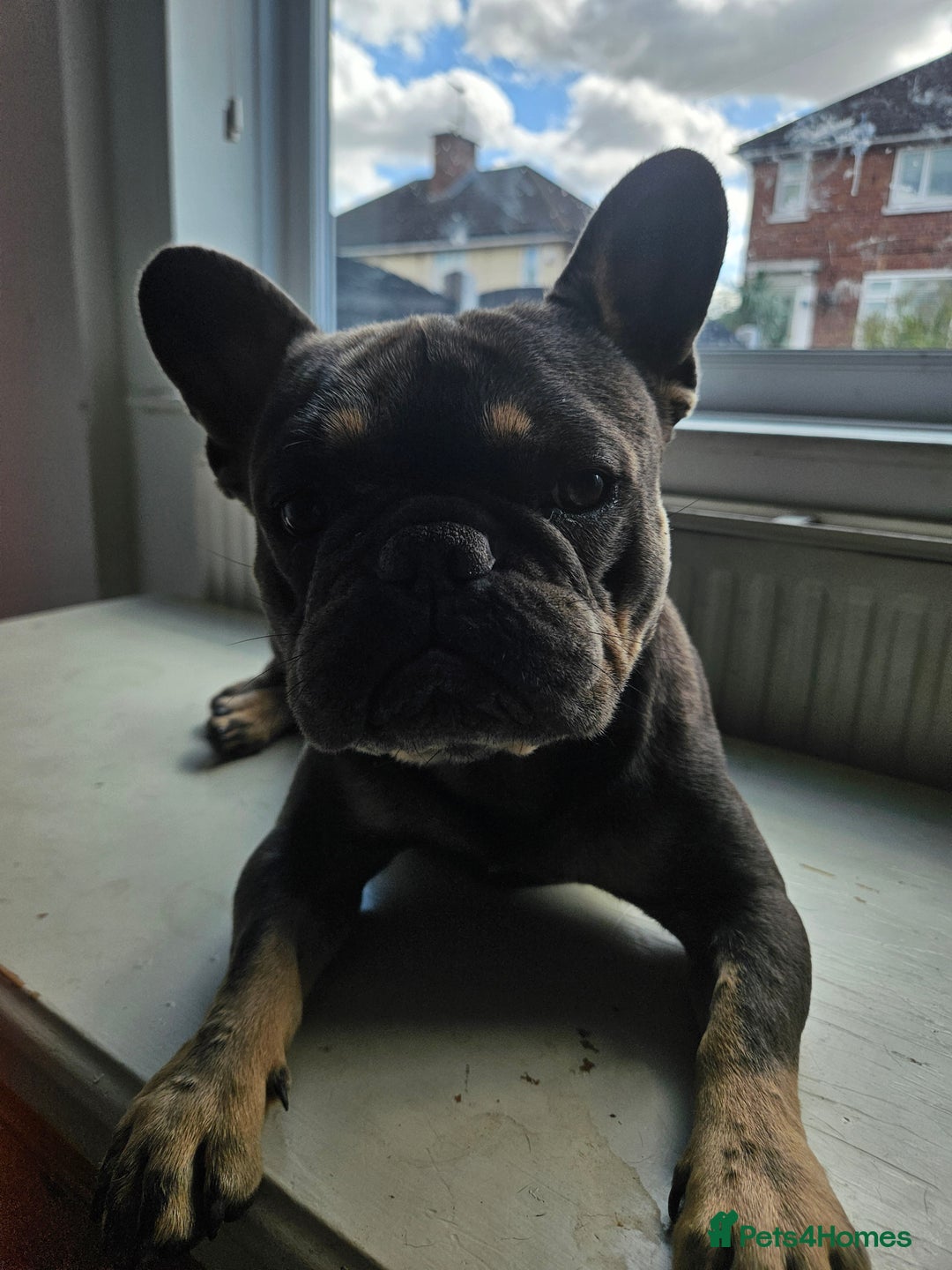 French Bulldog dogs for stud: My beautiful boy available for stud  - Image 3