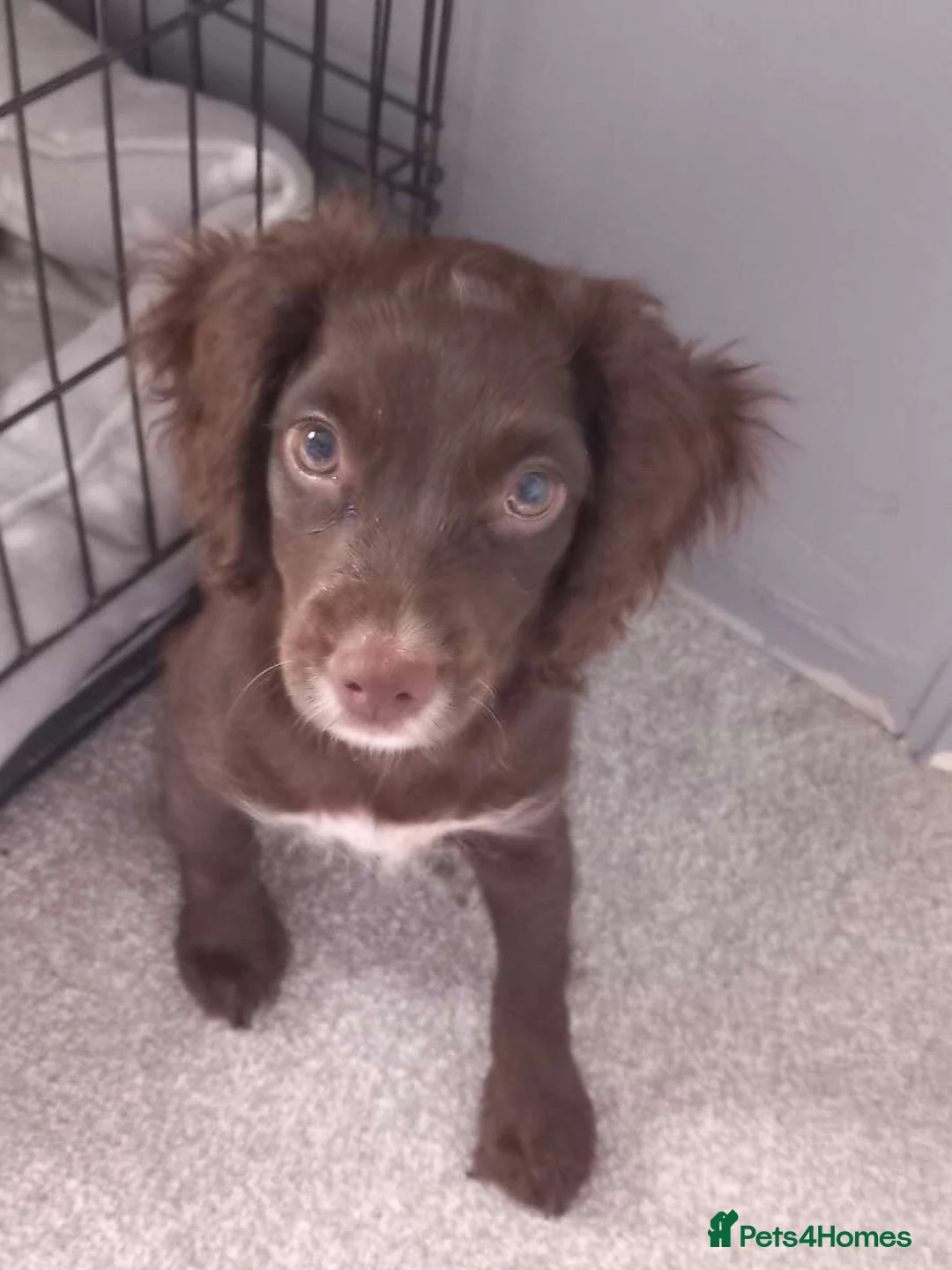 Cockapoo dogs for sale: 5 month old Hazel - Advert 5
