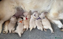 Golden Retriever dogs for sale: Champion line KC reg Golden Retriever pups - Image 14