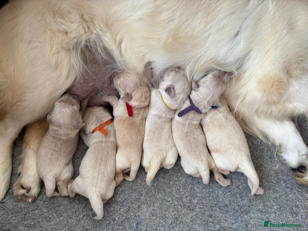 Golden Retriever dogs for sale: Champion line KC reg Golden Retriever pups - Image 14