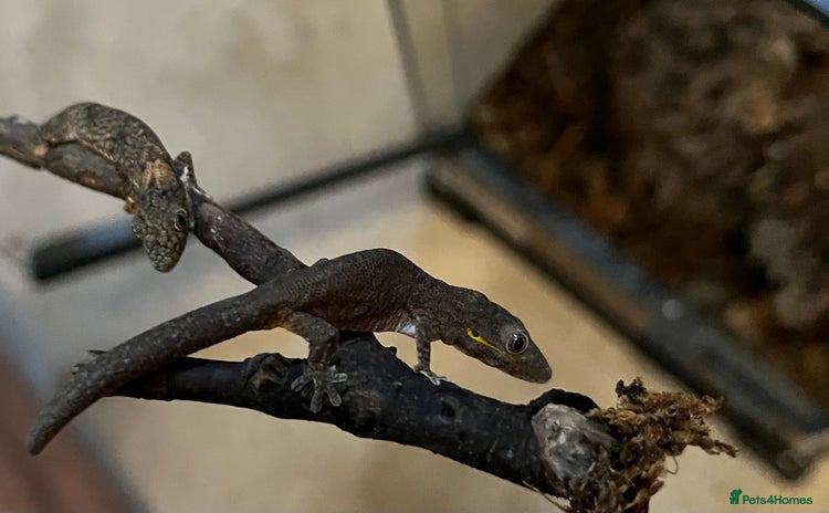 Gecko reptiles Bauers chameleon gecko  - Advert 3