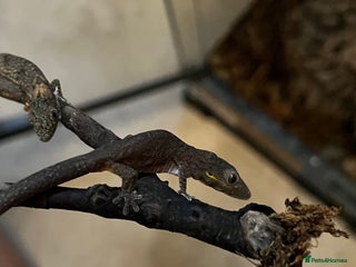 Gecko reptiles Bauers chameleon gecko - Advert 1