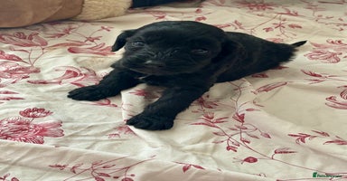 Cockapoo dogs Gorgeous chunky cockapoo puppies - Advert 7