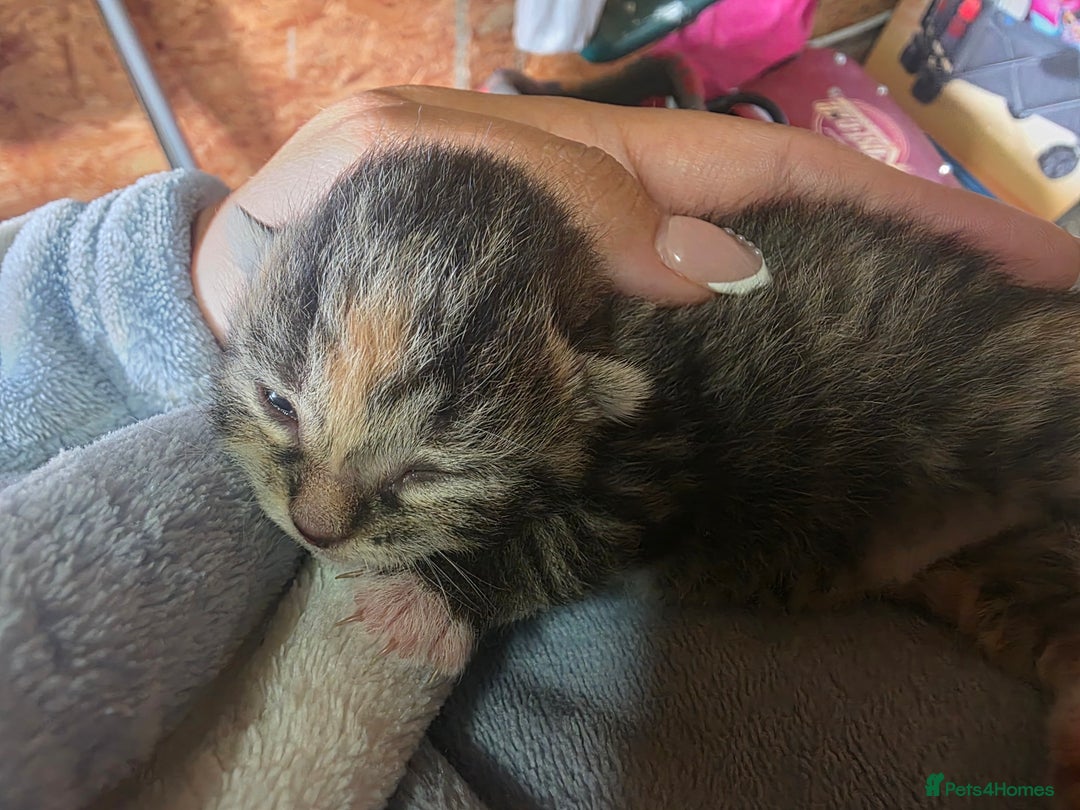 British Shorthair cats for sale: 4 kittens - Image 2