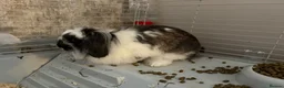 Lionhead rabbits for sale: Lionhead lops  - Advert 2