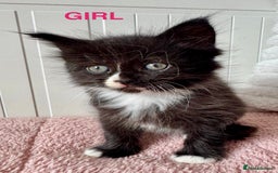 Ragdoll cats for sale: Beautifull X Ragdoll Kittens - Image 7
