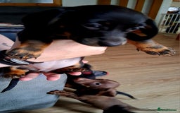 Miniature Dachshund dogs for sale: ..Miniature dachshunds 1 Girl 1BOY READY TO LEAVE  in Ellesmere Port - Image 3