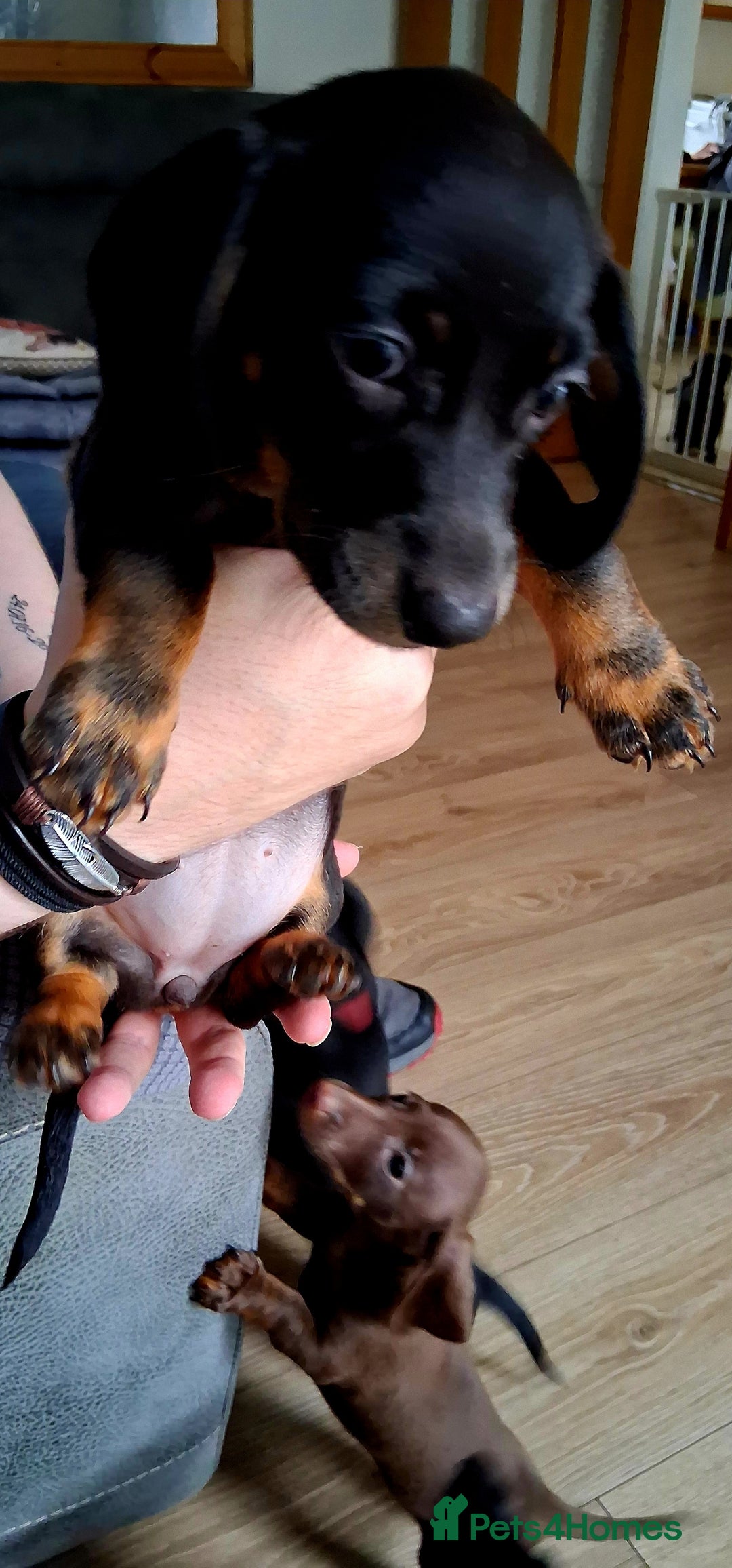 Miniature Dachshund dogs for sale: ..Miniature dachshunds 1 Girl 1BOY READY TO LEAVE  in Ellesmere Port - Image 3