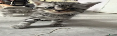 Egyptian Mau 1