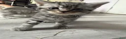 Egyptian Mau cats for sale: beautiful egyptian Mau kittens  in Chelmsford - Advert 14