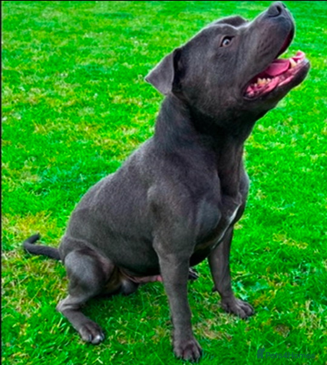 Staffordshire Bull Terrier dogs for sale: Adorable KC Reg/Health Tested SBT Puppies - Image 28