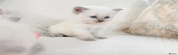 Ragdoll cats for sale: 3 Blue Point Kittens for sale - All Boys!! - Advert 33