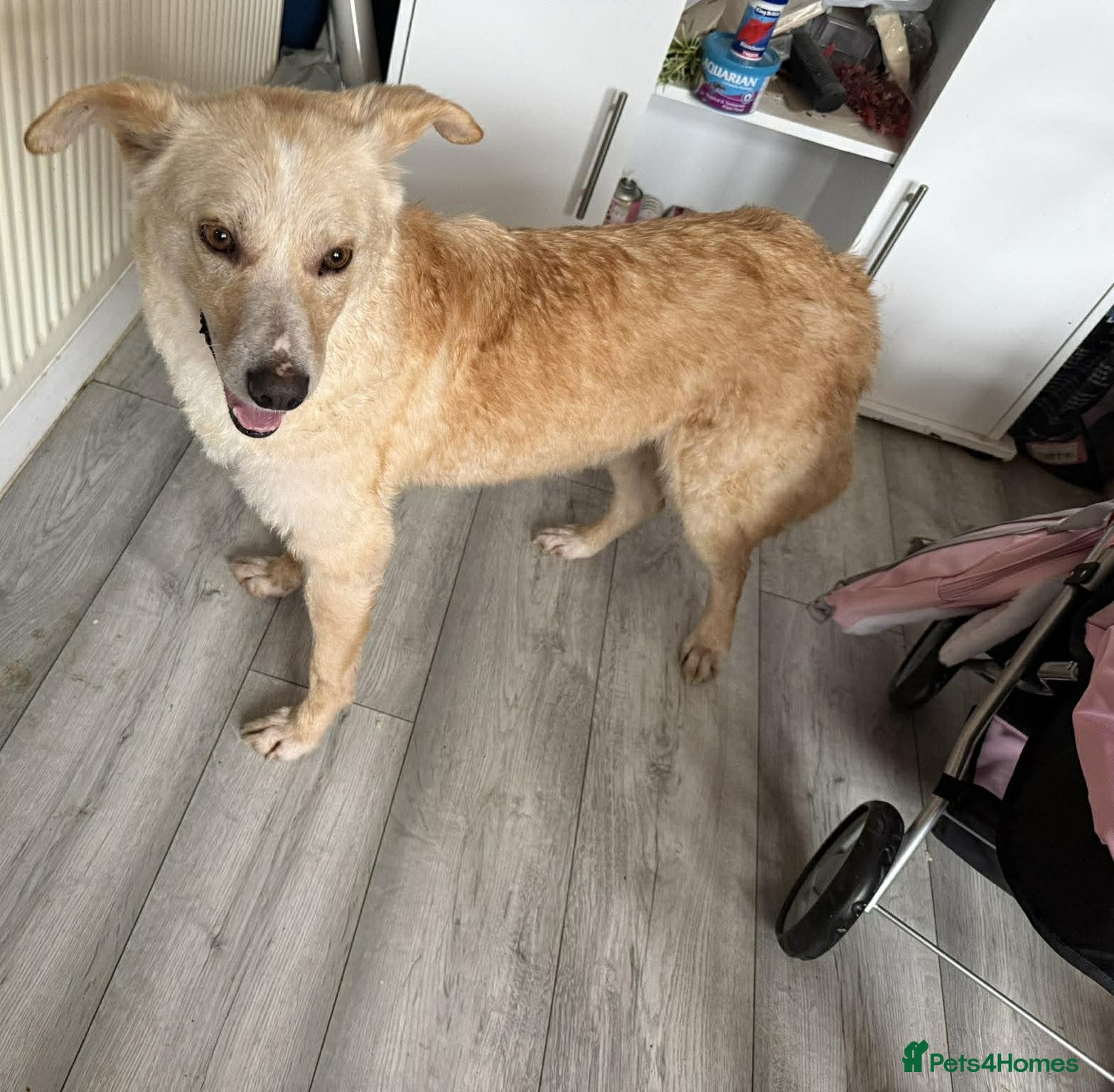 Mixed Breed dogs Gorgeous George - Advert 16