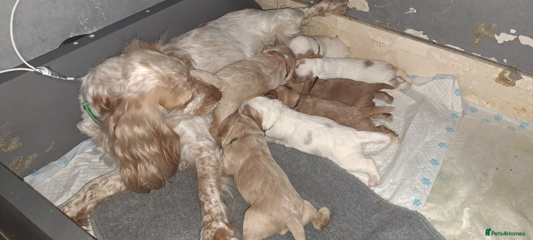 Cocker Spaniel dogs for sale: Beautiful kc registered working cocker pups  - Image 2